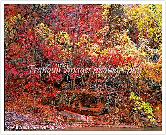 450431---Red and yellow foliage along the Virgin River